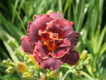 Toon details van Night Embers Afbeeldingen van Night Embers