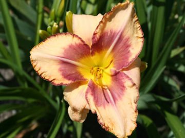 Toon details van Jungle Mask Afbeeldingen van Jungle Mask