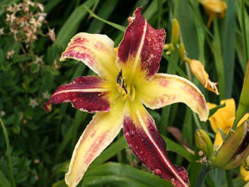 Toon details van Laugh At Me Afbeeldingen van Laugh At Me