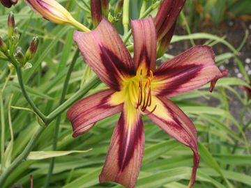 Toon details van Black Arrowhead Afbeeldingen van Black Arrowhead