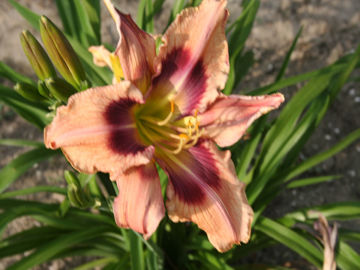 Toon details van Storm Damage Afbeeldingen van Storm Damage