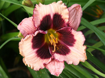 Toon details van Jane Trimmer Afbeeldingen van Jane Trimmer