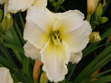 Toon details van White Zone Afbeeldingen van White Zone