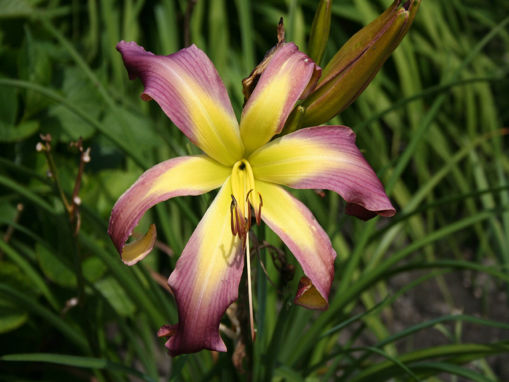 Afbeeldingen van Orchid Waterfall