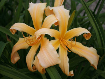 Toon details van Spinnaker Afbeeldingen van Spinnaker