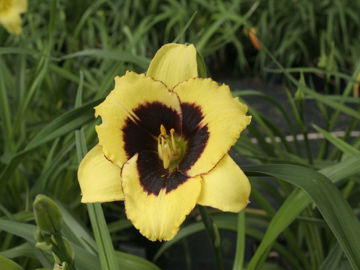 Toon details van Panther Eyes Afbeeldingen van Panther Eyes