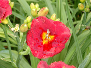 Toon details van Broadway Valentine Afbeeldingen van Broadway Valentine