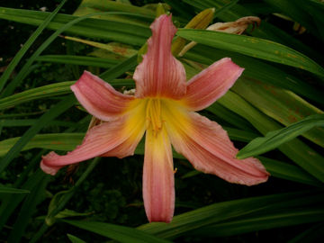 Toon details van Lake Norman Afbeeldingen van Lake Norman