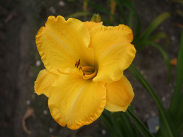 Toon details van Leo Lion Afbeeldingen van Leo Lion