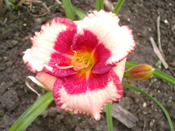 Toon details van Jamaican Music Afbeeldingen van Jamaican Music