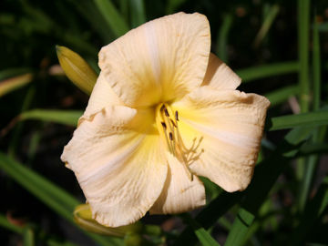 Toon details van Wahalla Afbeeldingen van Wahalla