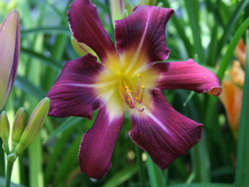 Toon details van Rum Plum Afbeeldingen van Rum Plum