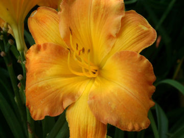 Toon details van Oker Afbeeldingen van Oker