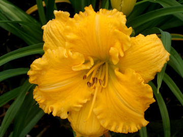 Toon details van Pasa Doble Afbeeldingen van Pasa Doble