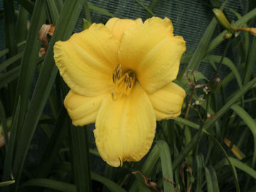 Toon details van Forsyth Lemon Drop Afbeeldingen van Forsyth Lemon Drop