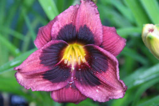 Picture of Midnight Dynamite