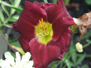 Toon details van Jungle Beauty Afbeeldingen van Jungle Beauty