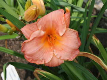 Toon details van Panama Hattie Afbeeldingen van Panama Hattie