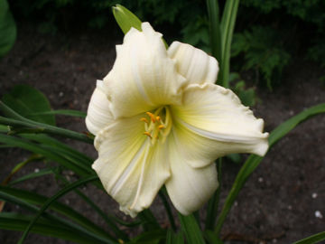 Toon details van Nanuq Afbeeldingen van Nanuq