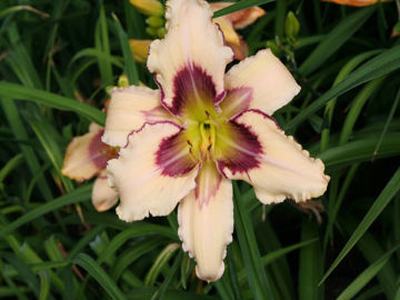 Toon details van Julie Newmar Afbeeldingen van Julie Newmar