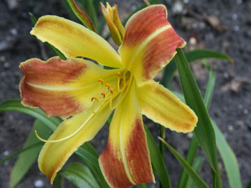 Toon details van Laughing Giraffe Afbeeldingen van Laughing Giraffe