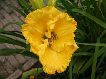 Toon details van Hello Sunshine Afbeeldingen van Hello Sunshine