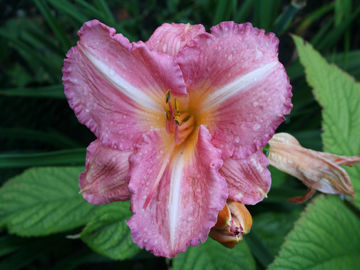 Toon details van Carla's Pretty Afbeeldingen van Carla's Pretty