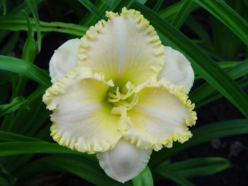 Toon details van Lace Cookies Afbeeldingen van Lace Cookies