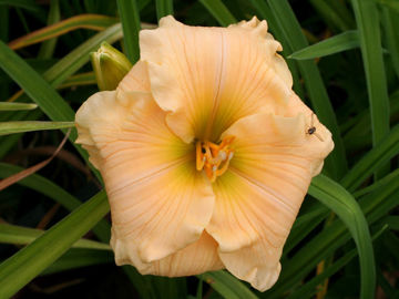 Toon details van Newberry Borrowed Time Afbeeldingen van Newberry Borrowed Time