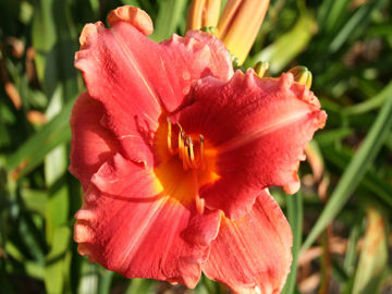 Toon details van Ohoopee Red Afbeeldingen van Ohoopee Red