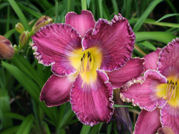 Toon details van Victorian Christmas Afbeeldingen van Victorian Christmas