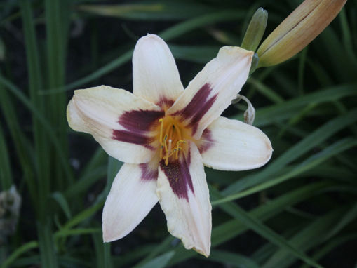 Afbeeldingen van Volusian Spider