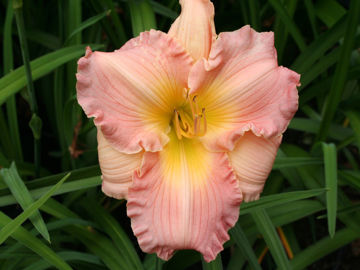 Toon details van Blessing Afbeeldingen van Blessing