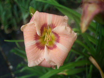 Toon details van Jan Johnson Afbeeldingen van Jan Johnson