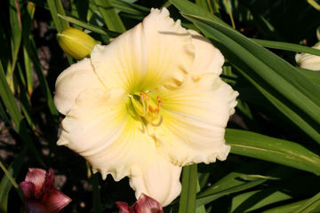 Toon details van Lauren Leah Afbeeldingen van Lauren Leah