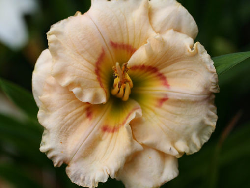 Afbeeldingen van Maleny Debutante