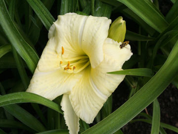 Toon details van Newberry White Glitter Afbeeldingen van Newberry White Glitter