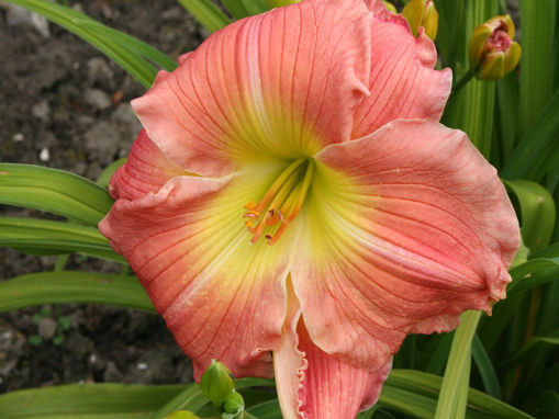 Picture of True Pink Beauty