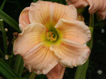 Toon details van In Glad Adoretion Afbeeldingen van In Glad Adoretion