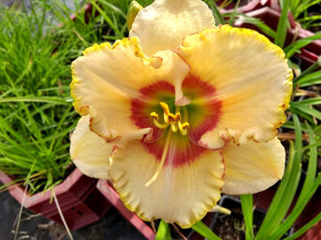 Toon details van Sixth Sense Afbeeldingen van Sixth Sense