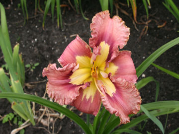 Toon details van Lighter Than Air Afbeeldingen van Lighter Than Air