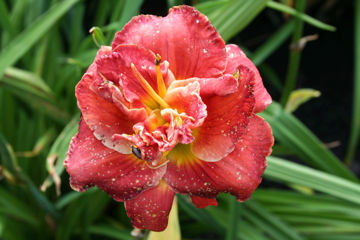 Toon details van Rose Corsage Afbeeldingen van Rose Corsage