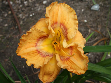 Toon details van Web Of Intrigue Afbeeldingen van Web Of Intrigue