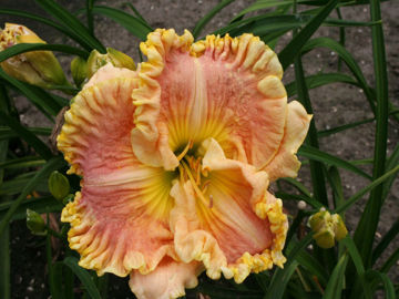 Toon details van Natalie Antoinette Afbeeldingen van Natalie Antoinette