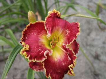 Toon details van Born To Run Afbeeldingen van Born To Run