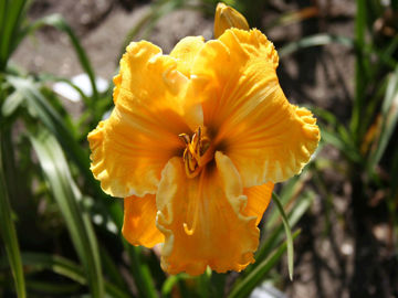 Toon details van Mount Herman Treasure Afbeeldingen van Mount Herman Treasure