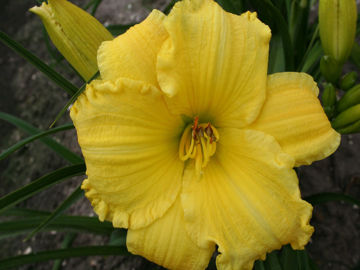 Toon details van Big Yellow Taxi Afbeeldingen van Big Yellow Taxi