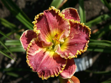 Toon details van Some Sweet Day Afbeeldingen van Some Sweet Day