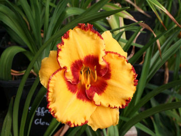 Toon details van Southwestern Memories Afbeeldingen van Southwestern Memories