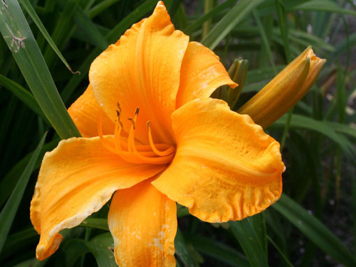 Picture of Yellow Yeller